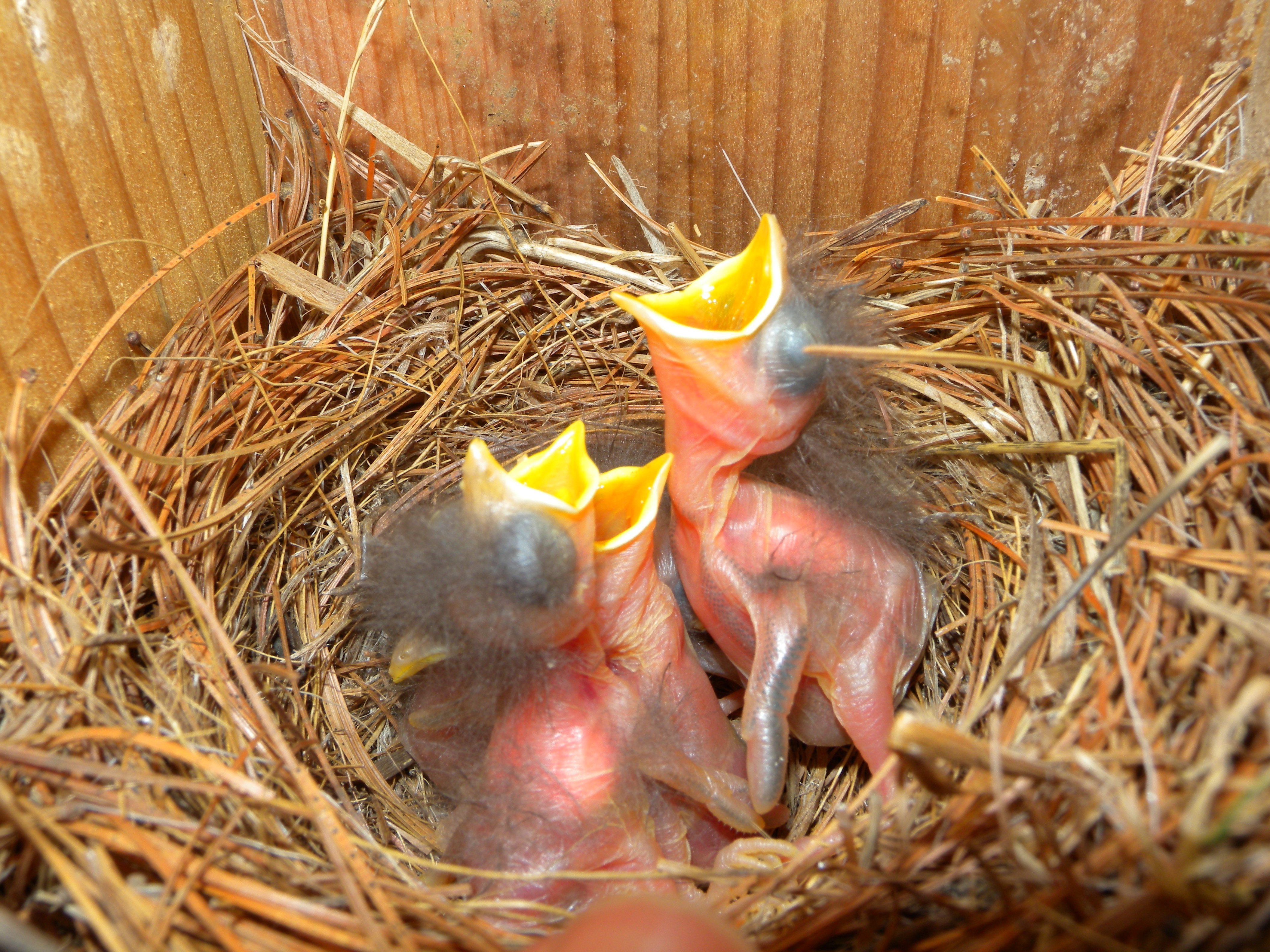 Bluebird nestlings.  Photo by Blake Goll