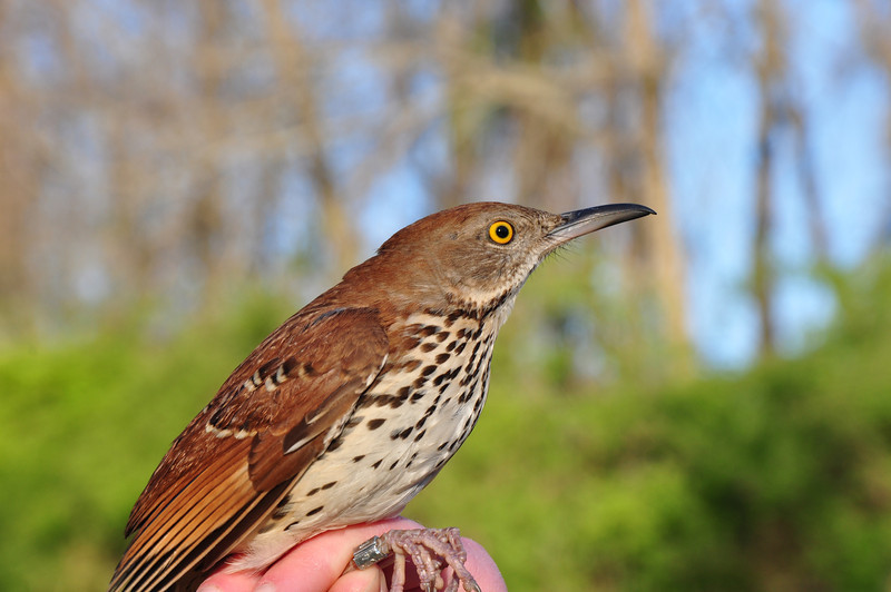Brown Thrasher Spring 2012. Photo by Justin Thompson