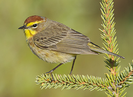 Palm Warbler by Gerrit Vyn (Cornell Lab of Ornithology, All About Birds)
