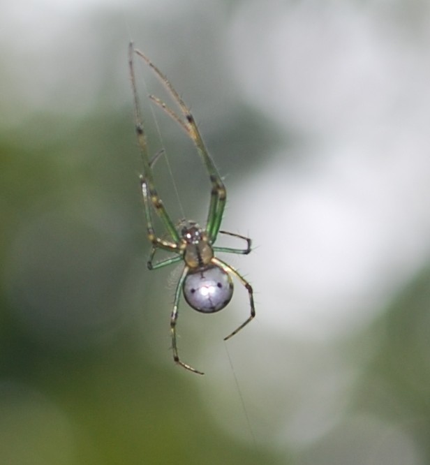 Venusta Orchard spider.  Photo by John Black.