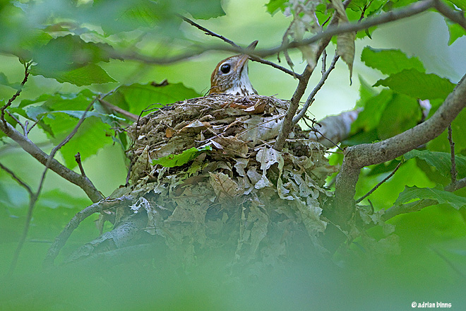 Woodthrush on nest.  Photo by Adrian Binns.