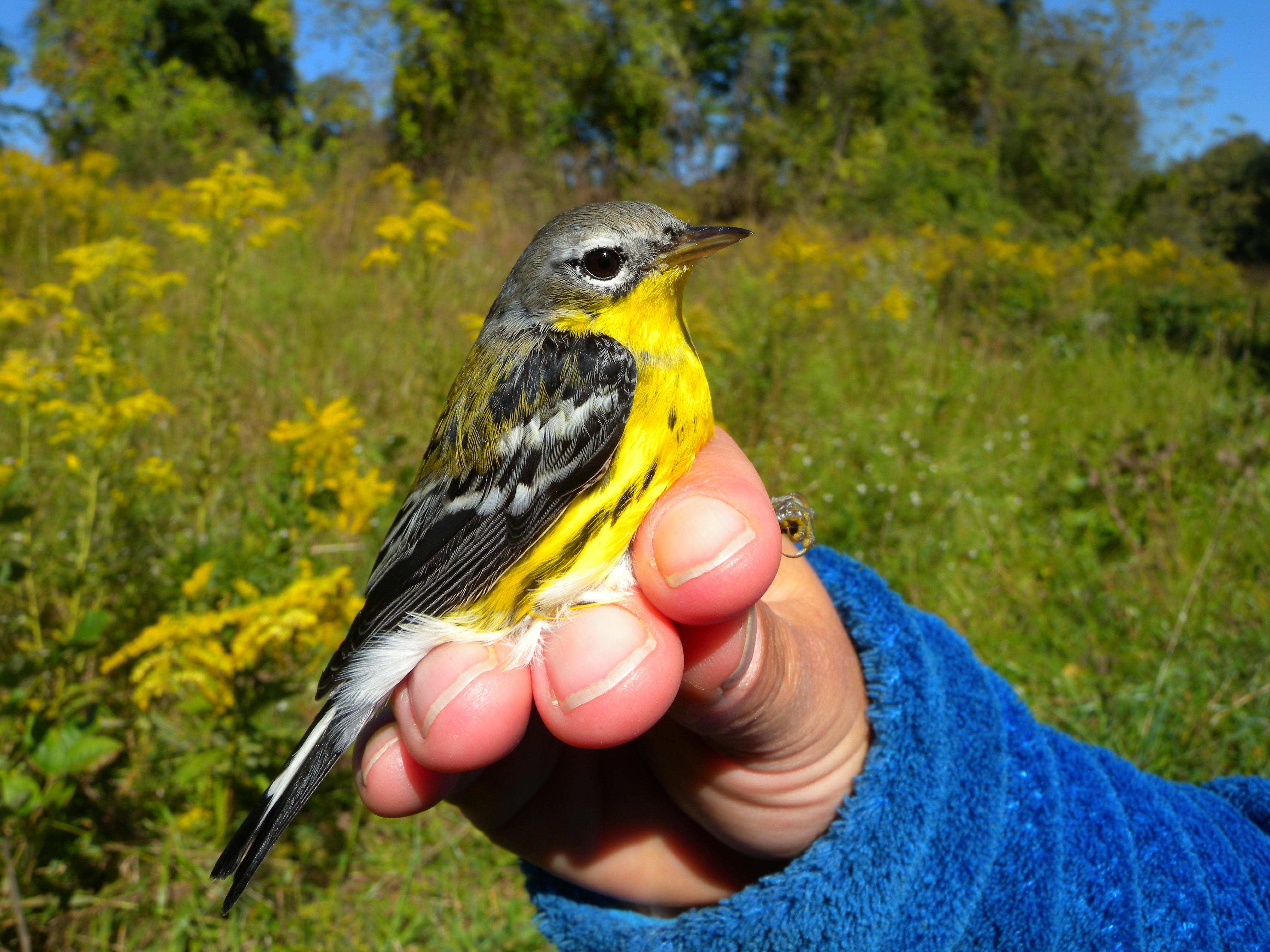 Magnolia Warbler (adult male).  Photo by Blake Goll.