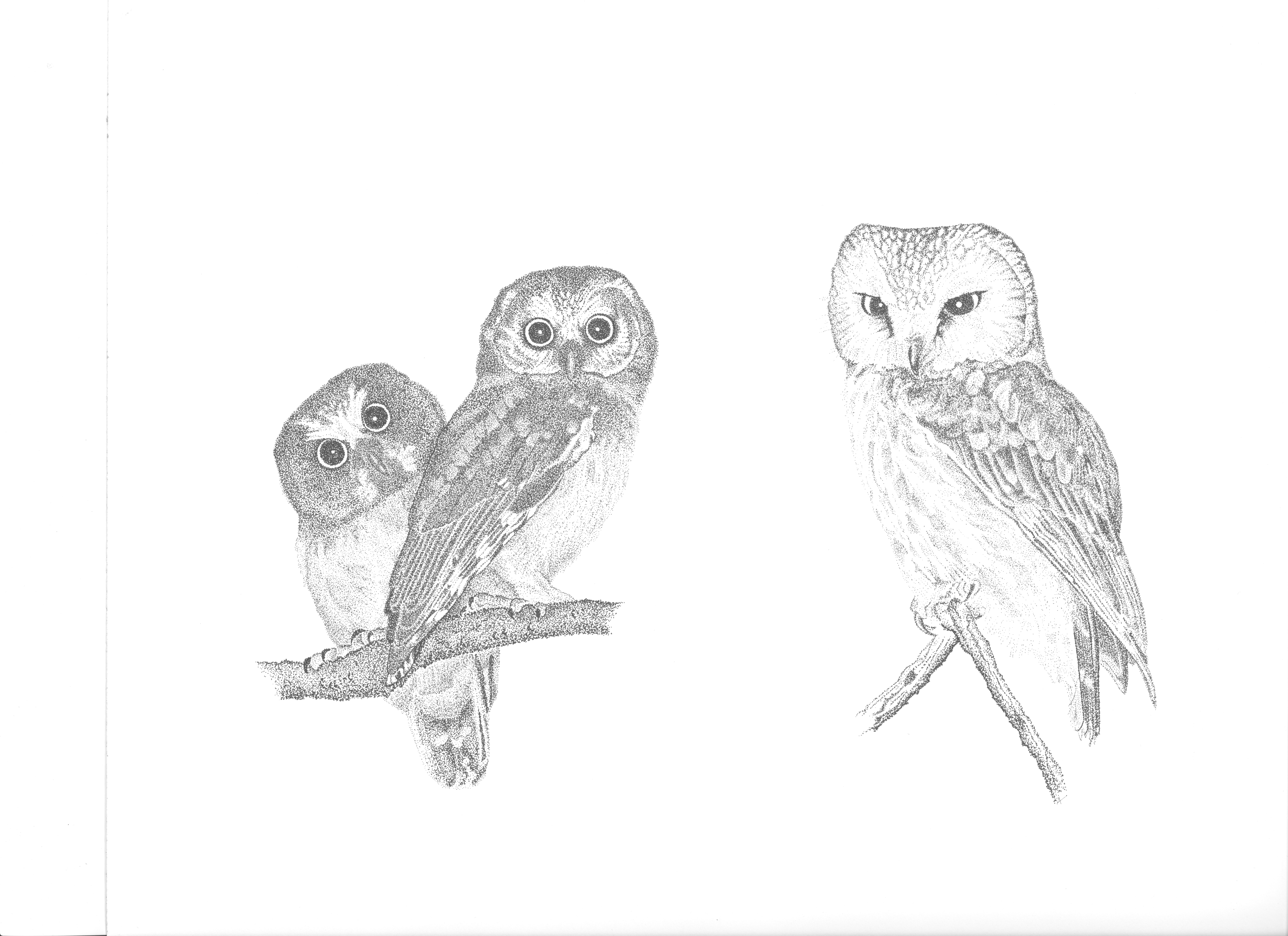  Owl drawings by Adrian Binns.