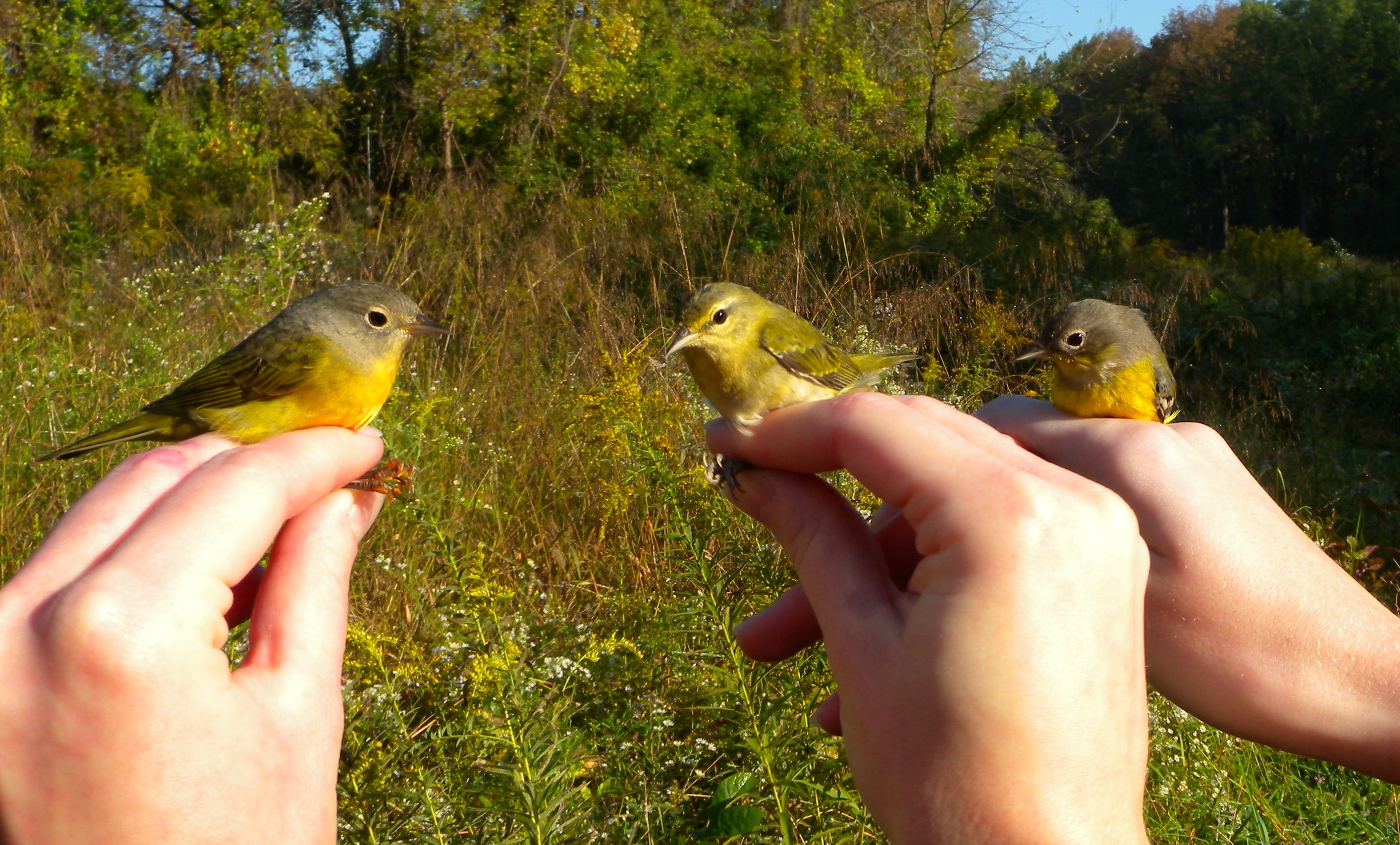 Left to right (Nashville, Tennessee, and Magnolia warblers).  Photo by Ed Goll.