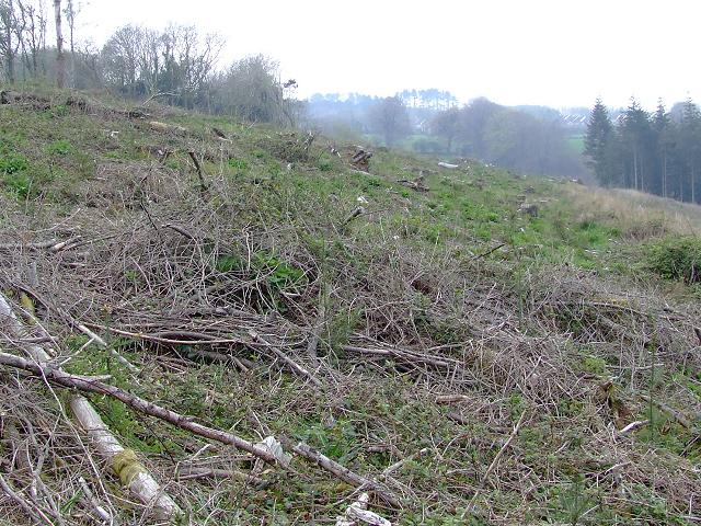 An Early Successional Scrub area that was clear cut.