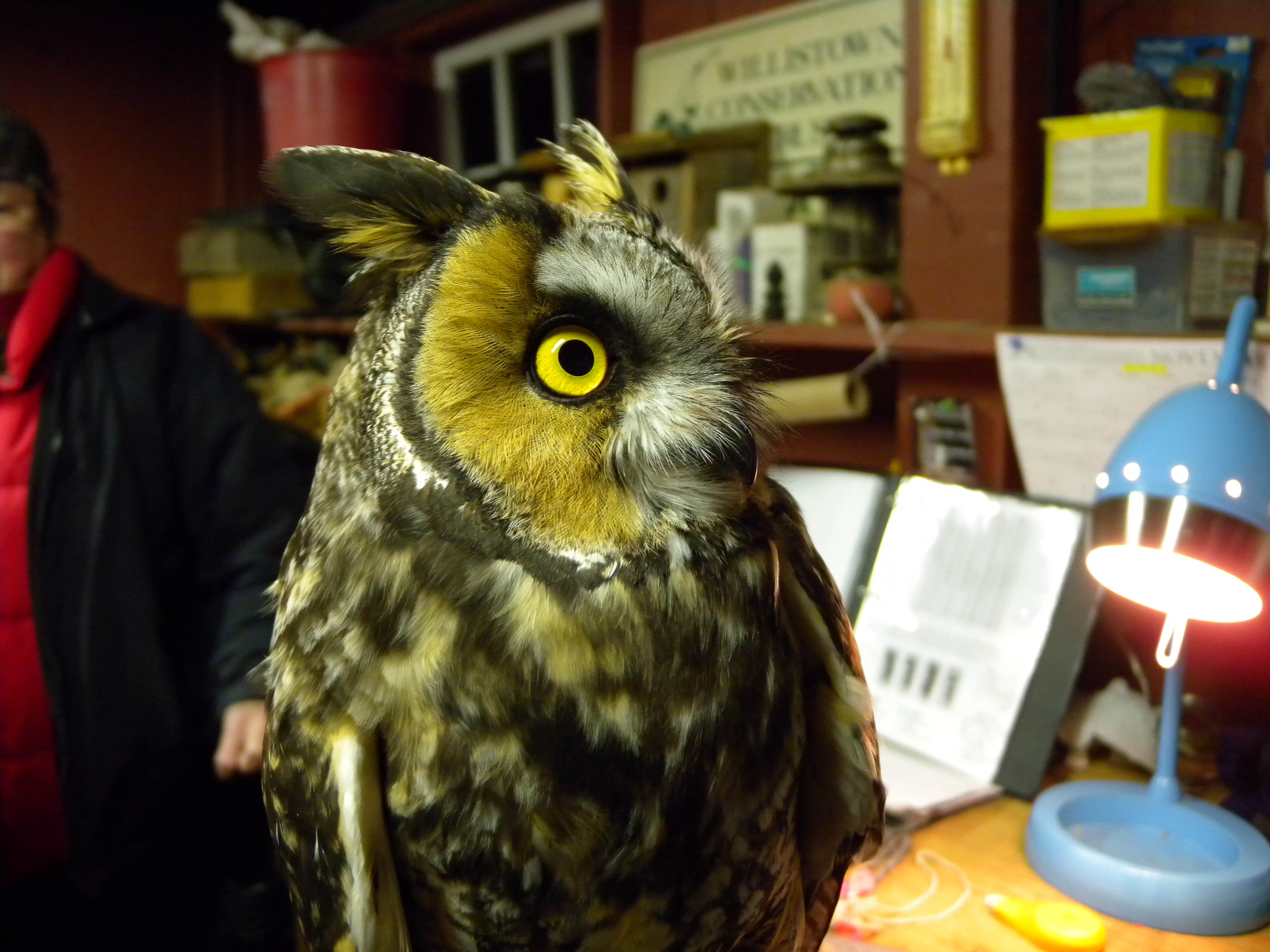 Long-eared Owl.  Photo by Blake Goll.