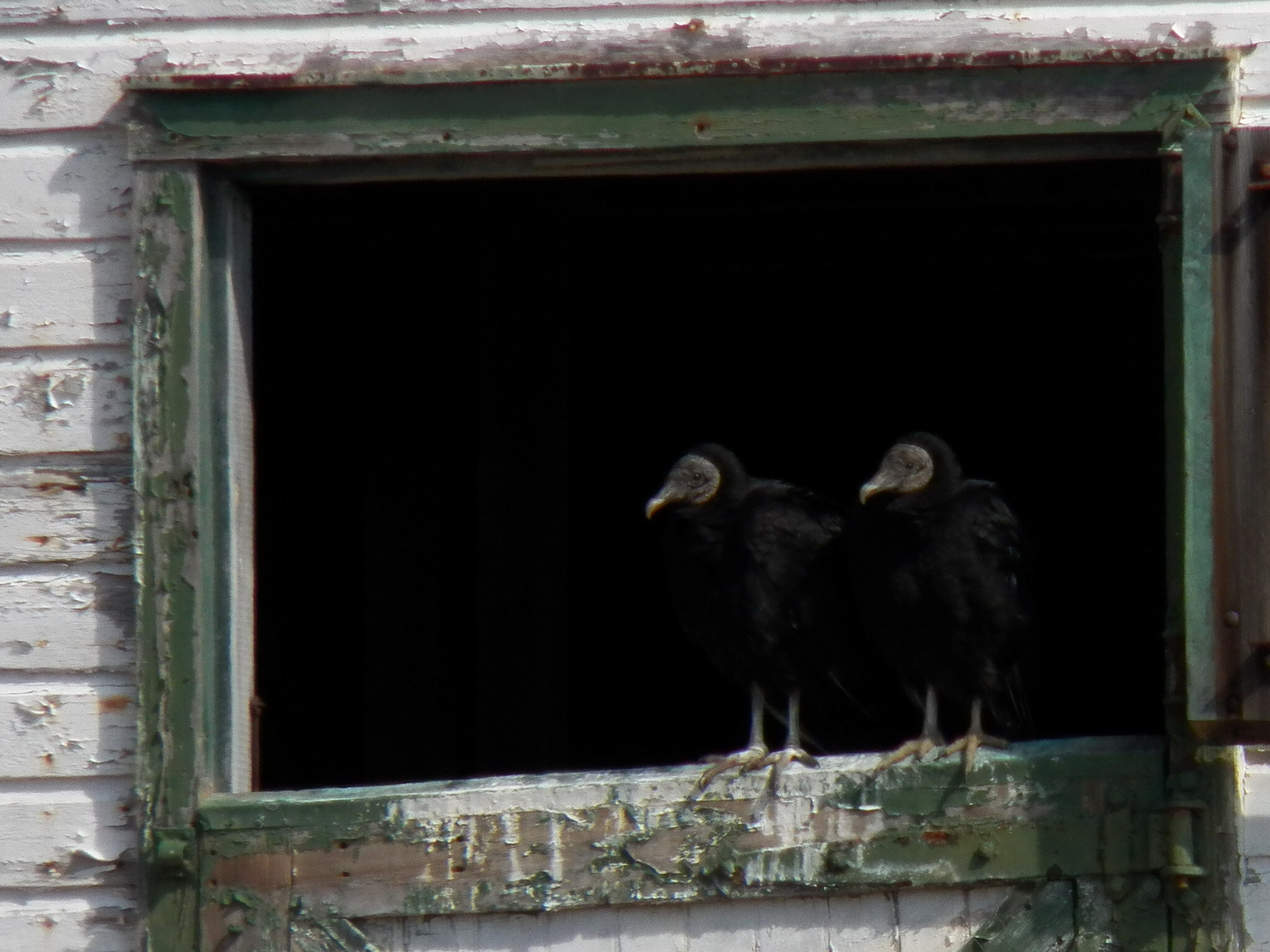 Black Vultures nesting in old barn.  Photo by Fred de Long.