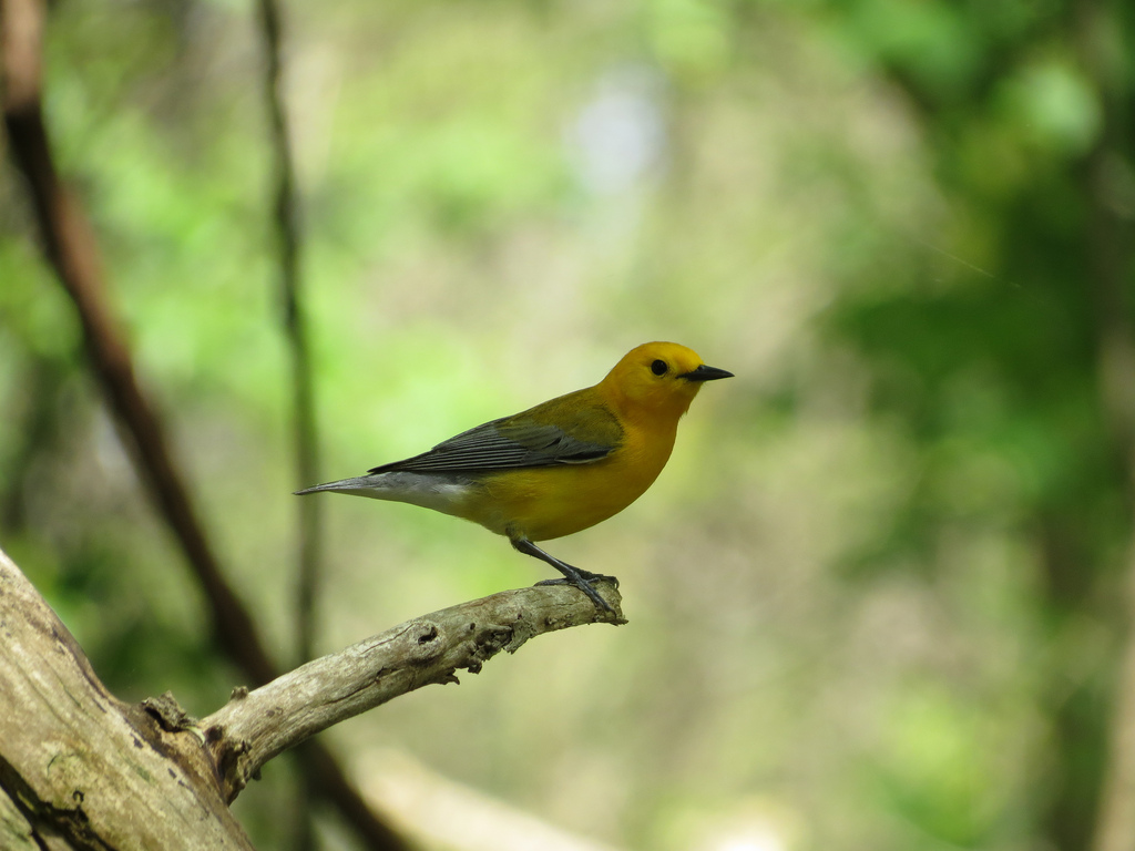 Prothonotary Warbler.  Photo by Mike Rosengarten.