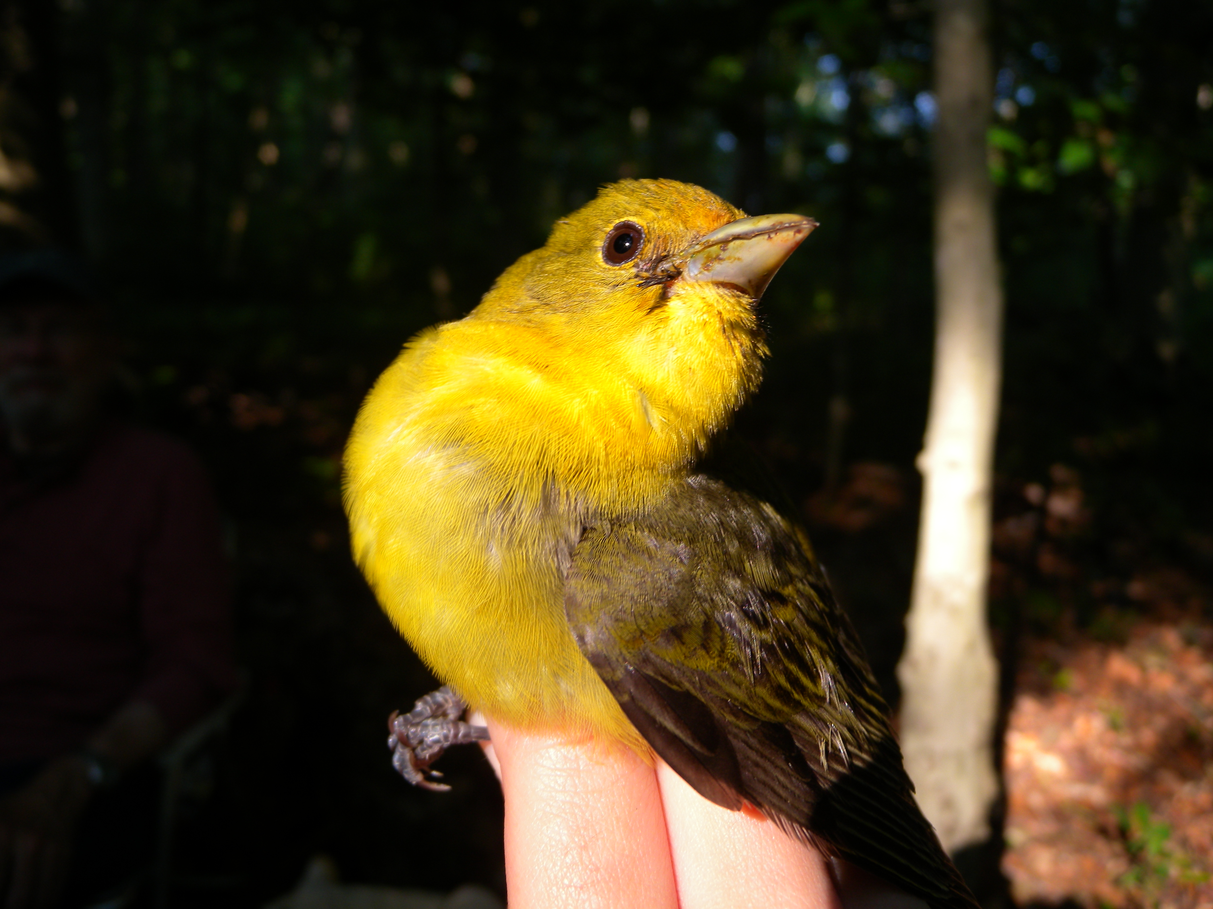 Adult female Scarlet Tanager.  Photo by Blake Goll