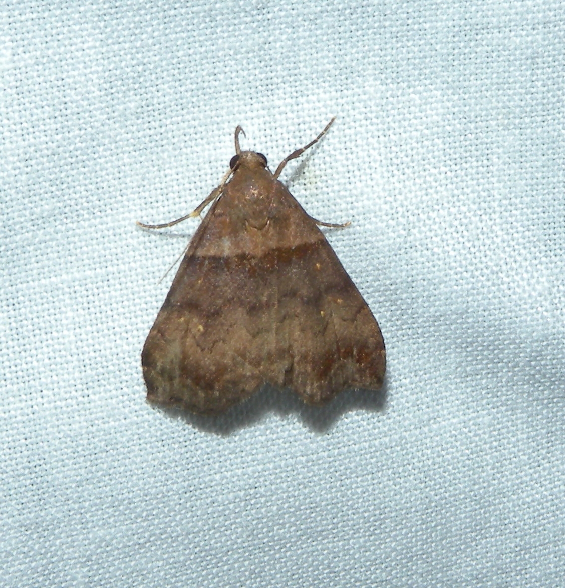 Ambiguous moth
