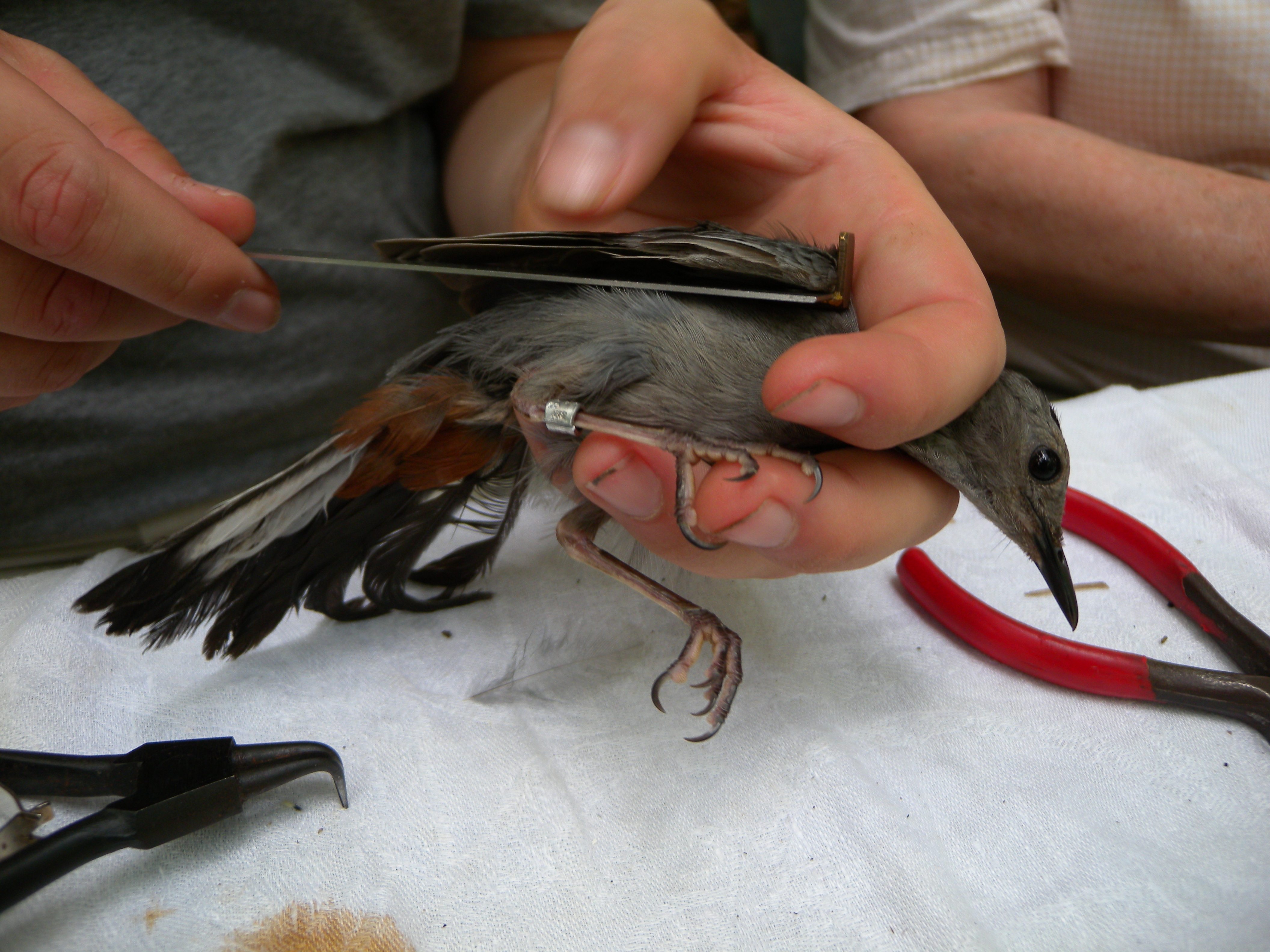 Taking wing measurements of a partly leucistic Gray Catbird.  Notice the three white tails feathers, or rectrices.