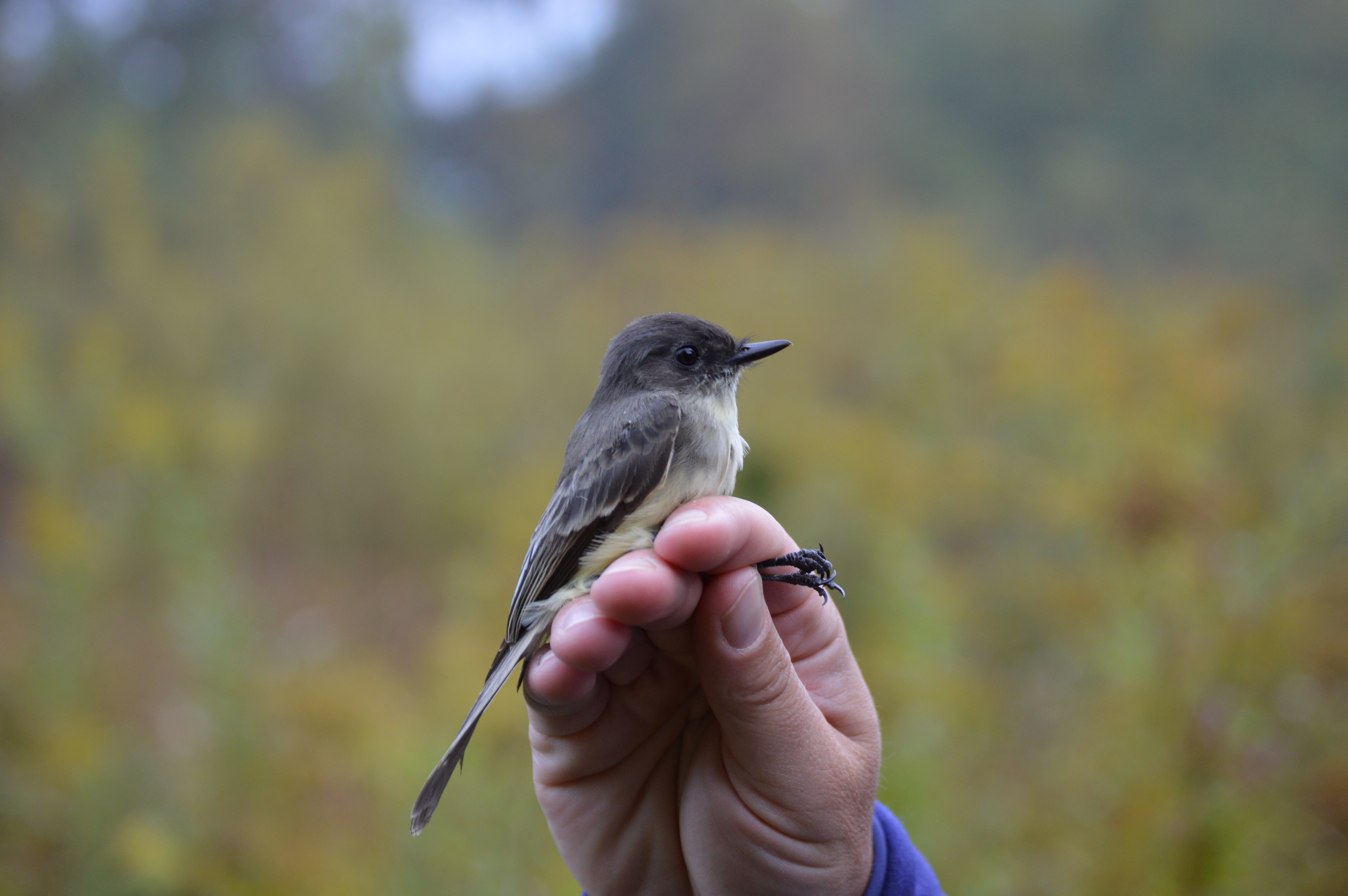 Eastern Phoebe at Rushton in October.  Photo by Blake Goll