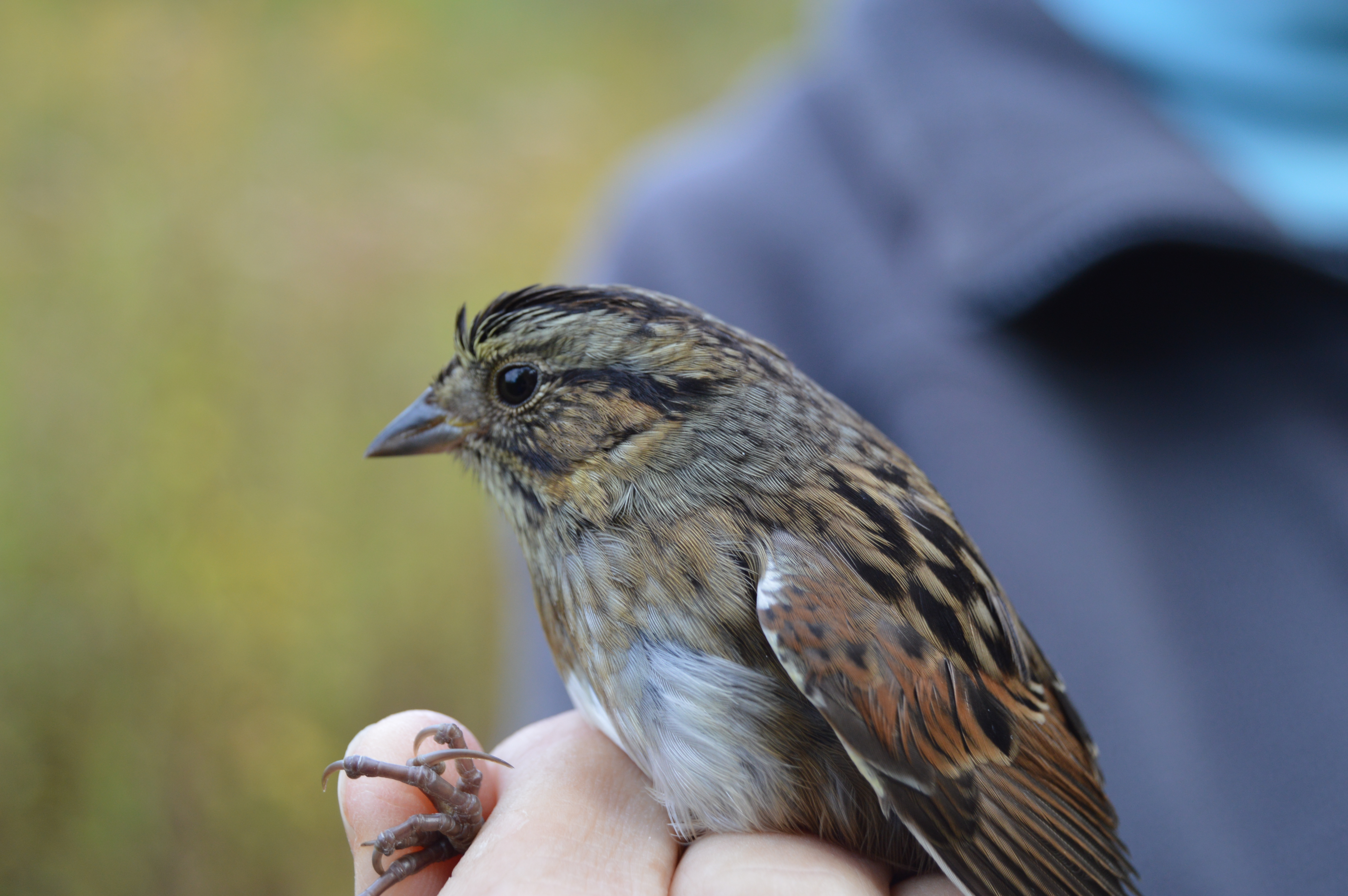 Savannah Sparrow at Rushton in October.  Photo by Blake Goll