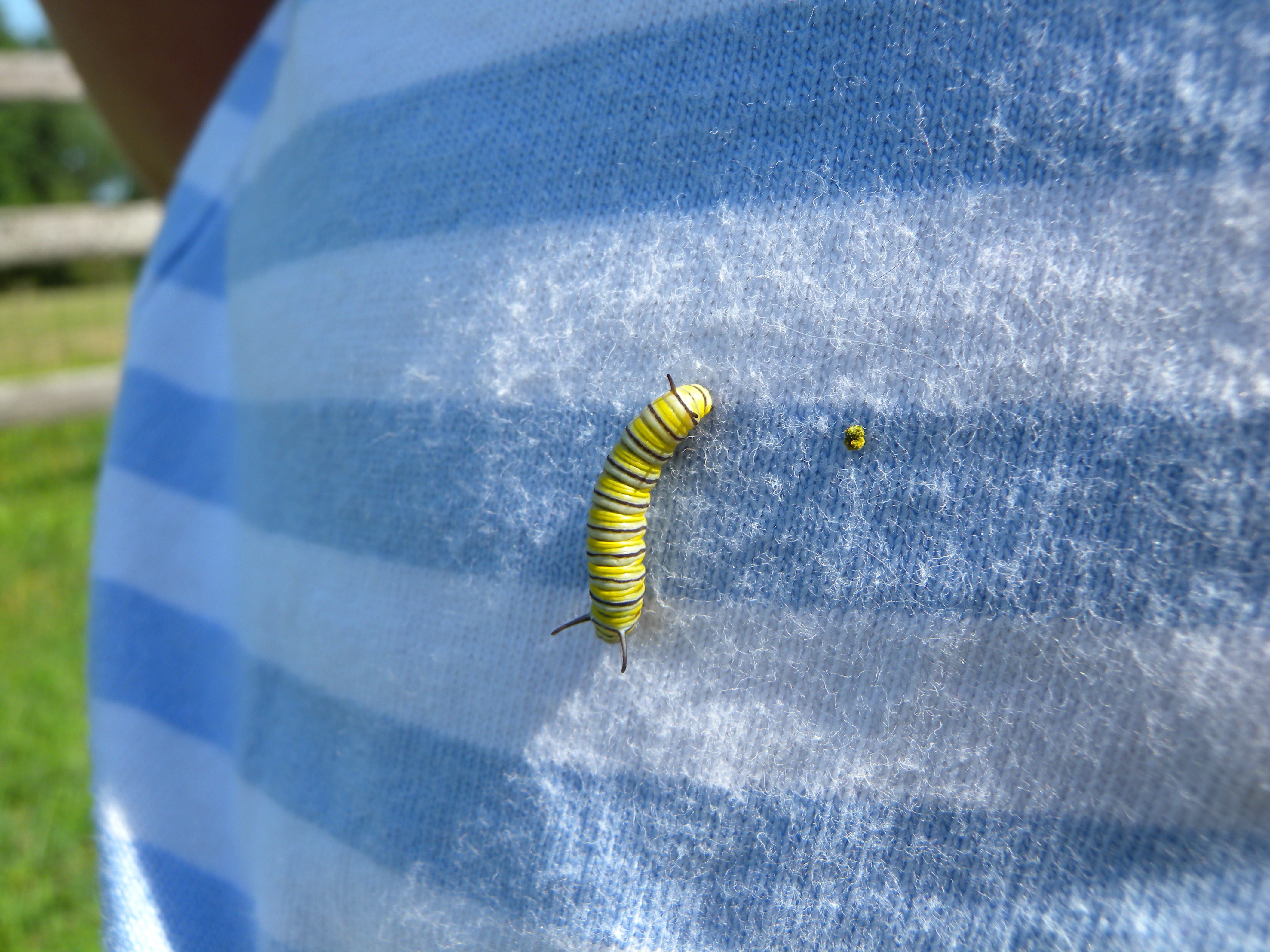 Close-up of the tiny monarch caterpillar "worn" by a Jr. Birder during the wildflower meadow exploration, July 2014.