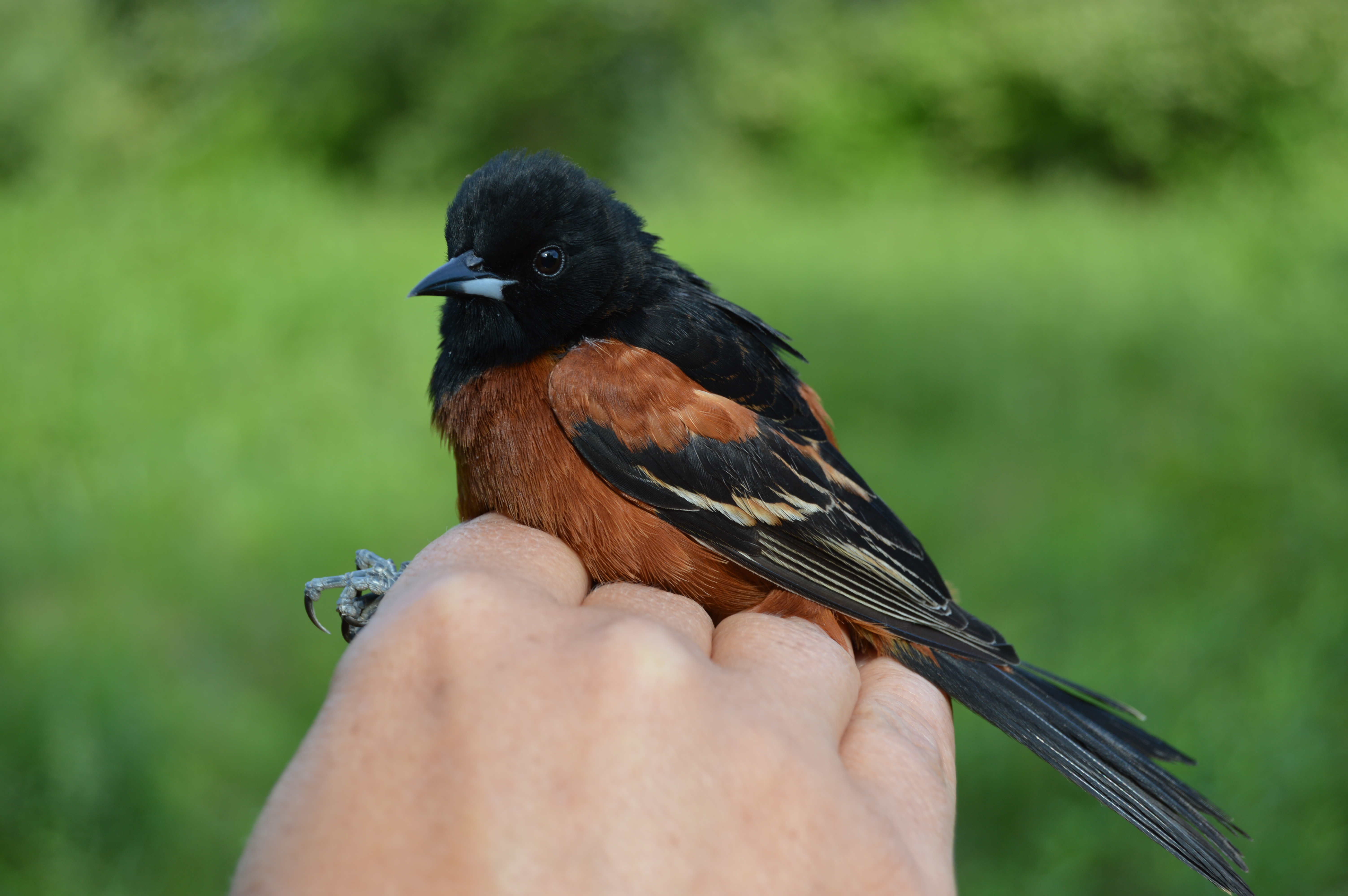 Adult male Orchard Oriole banded at Rushton this May. Photo by Blake Goll