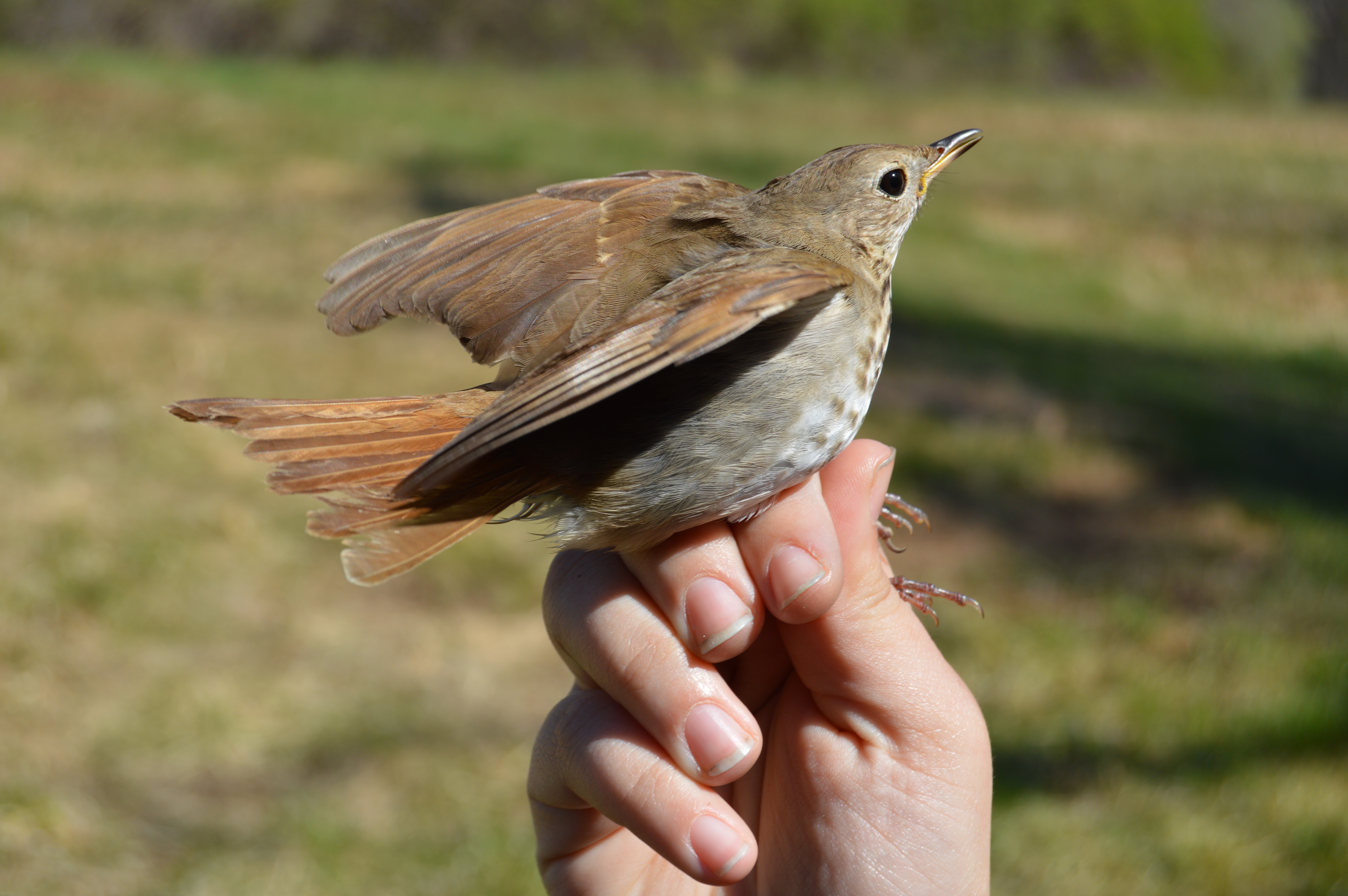 Hermit Thrush before release in April. Photo by Blake Goll/Staff