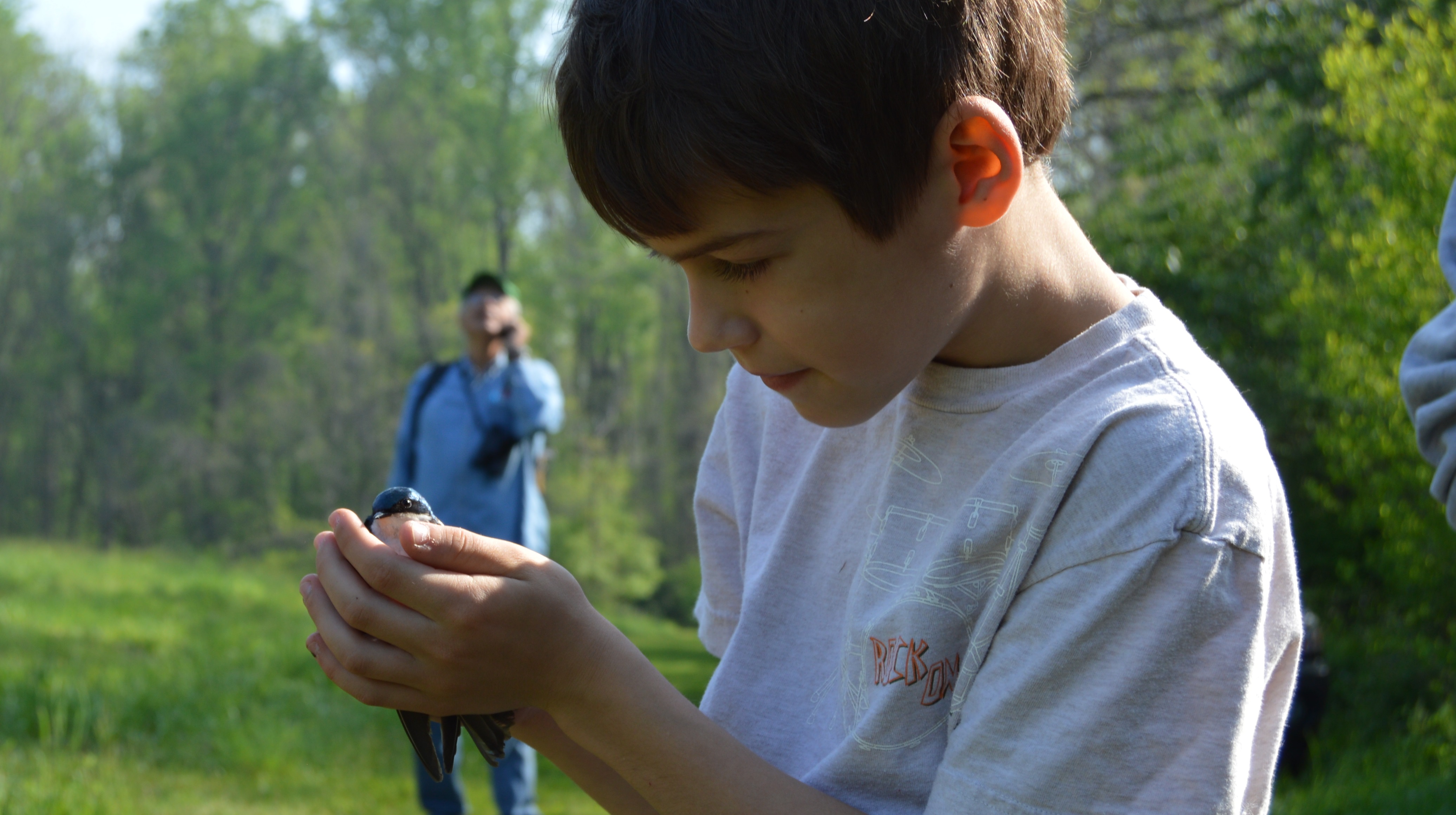 A young naturalist marvels at a shimmering Tree Swallow before release. Photo by Blake Goll/Staff