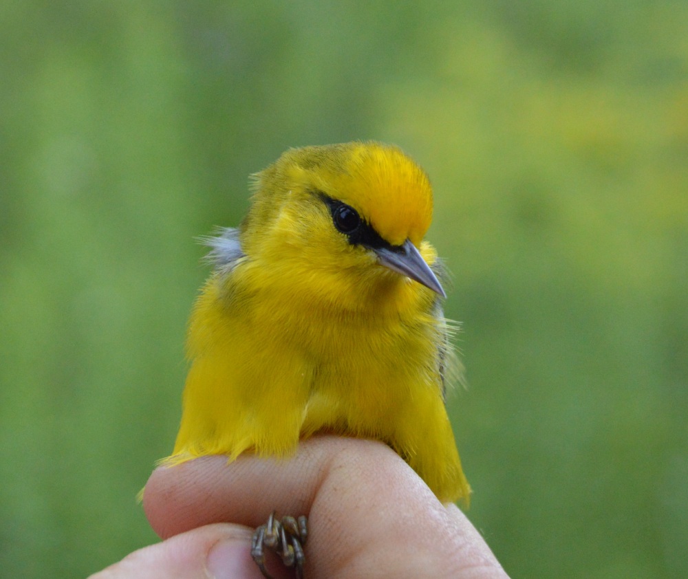Male Blue-winged Warbler banded this September at Rushton. Photo by Blake Goll/Staff