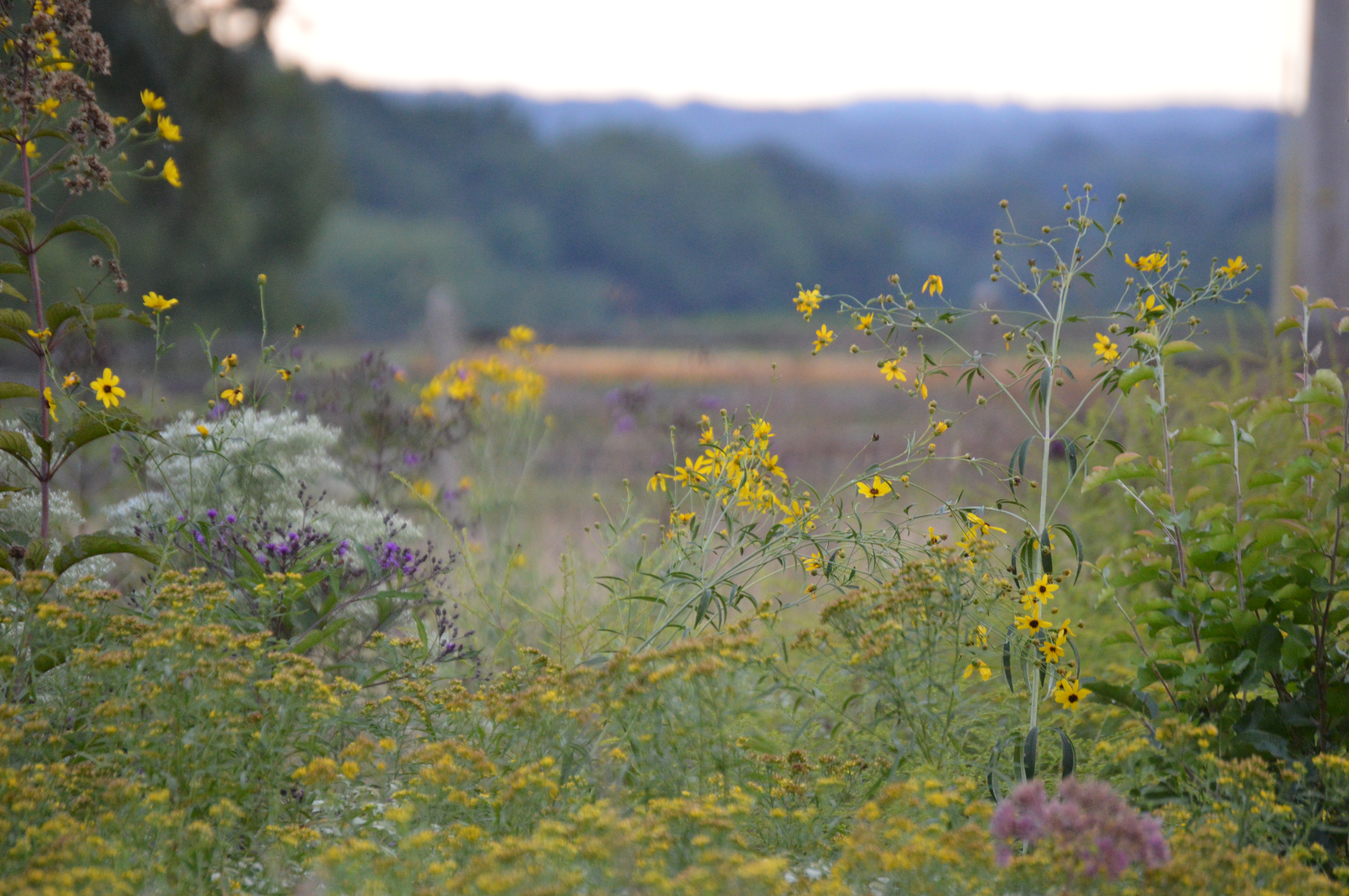 The Willistown Conservation Trust's wildflower meadow in September. Photo by Blake Goll/Staff.
