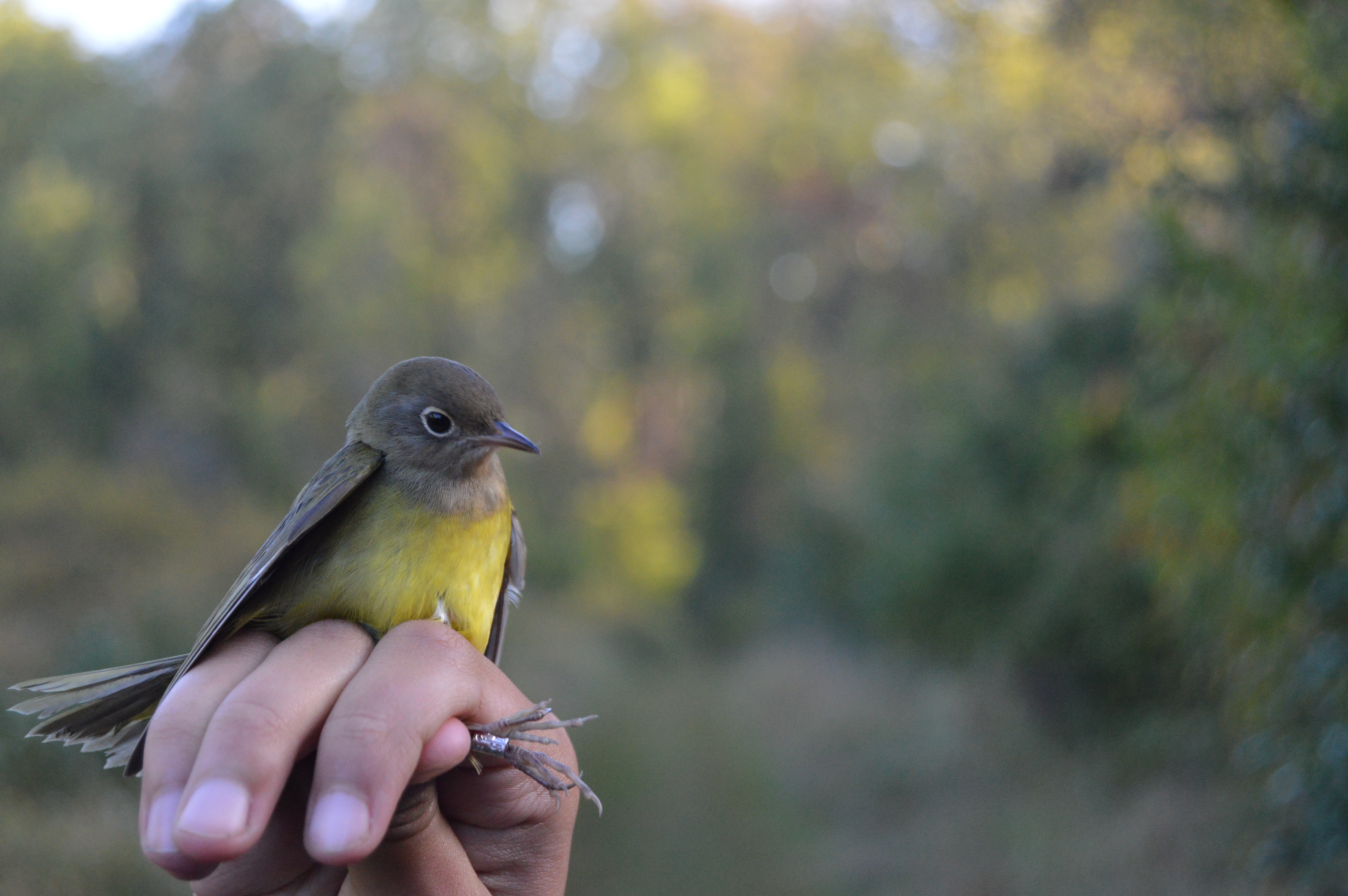 Connecticut Warbler banded in October. Photo by Blake Goll